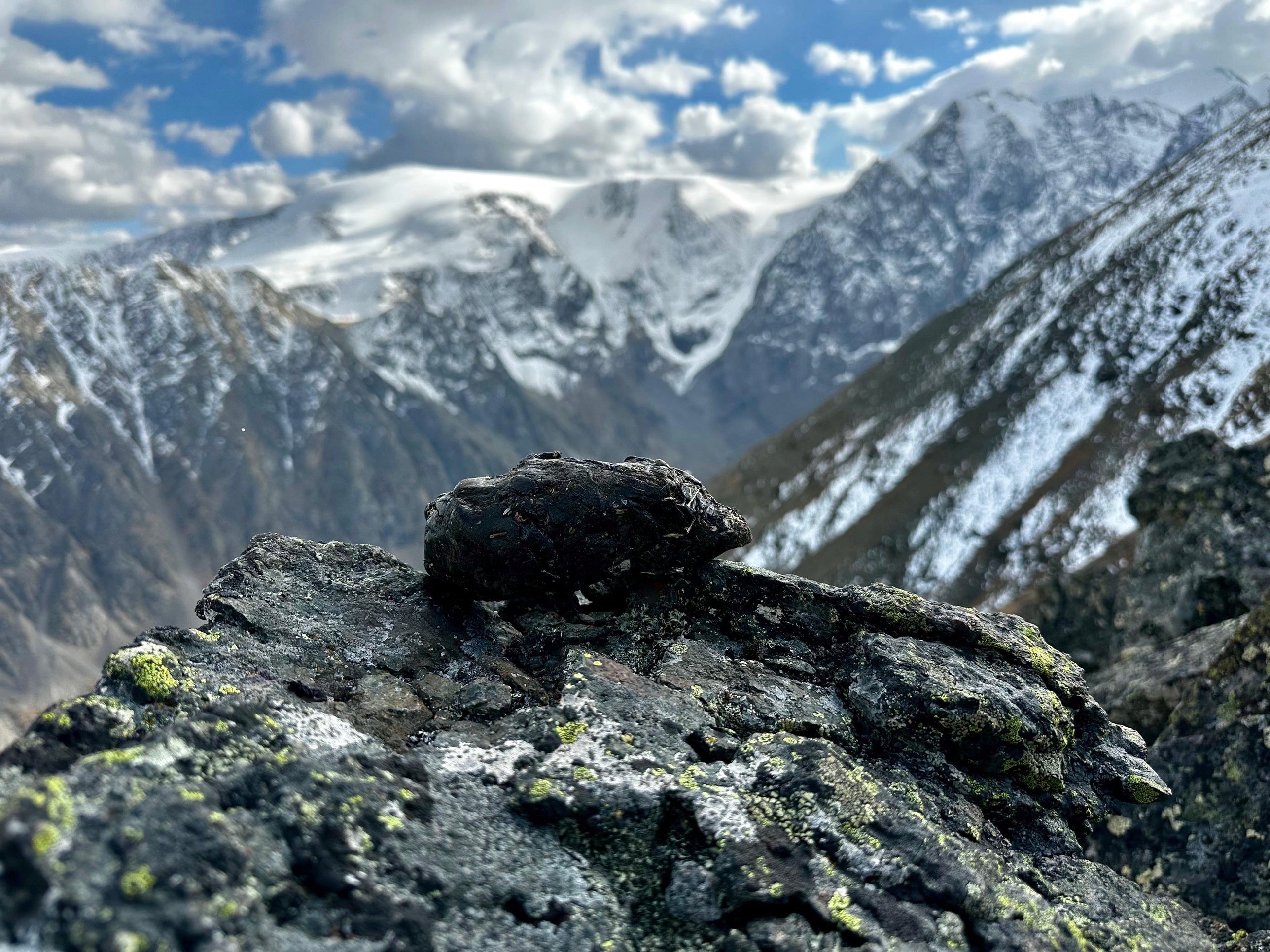 Raw Black Lotus shilajit freshly harvested in the Altai Mountains